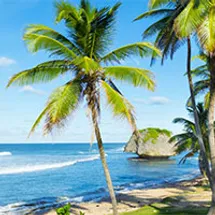 A coconut tree on a beach by blue waves and a blue sky.