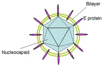 RTK Bloodborne Pathogens | University System of Georgia